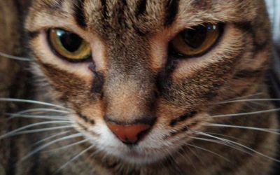 Mittens